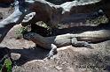 bali80 Komodo i reptil park